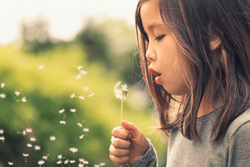 Young kid blowing a dandelion
