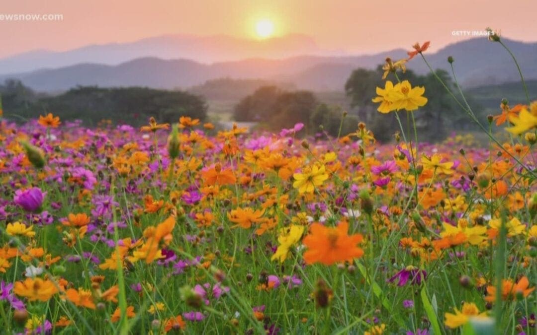 Spring Themed OT Activities