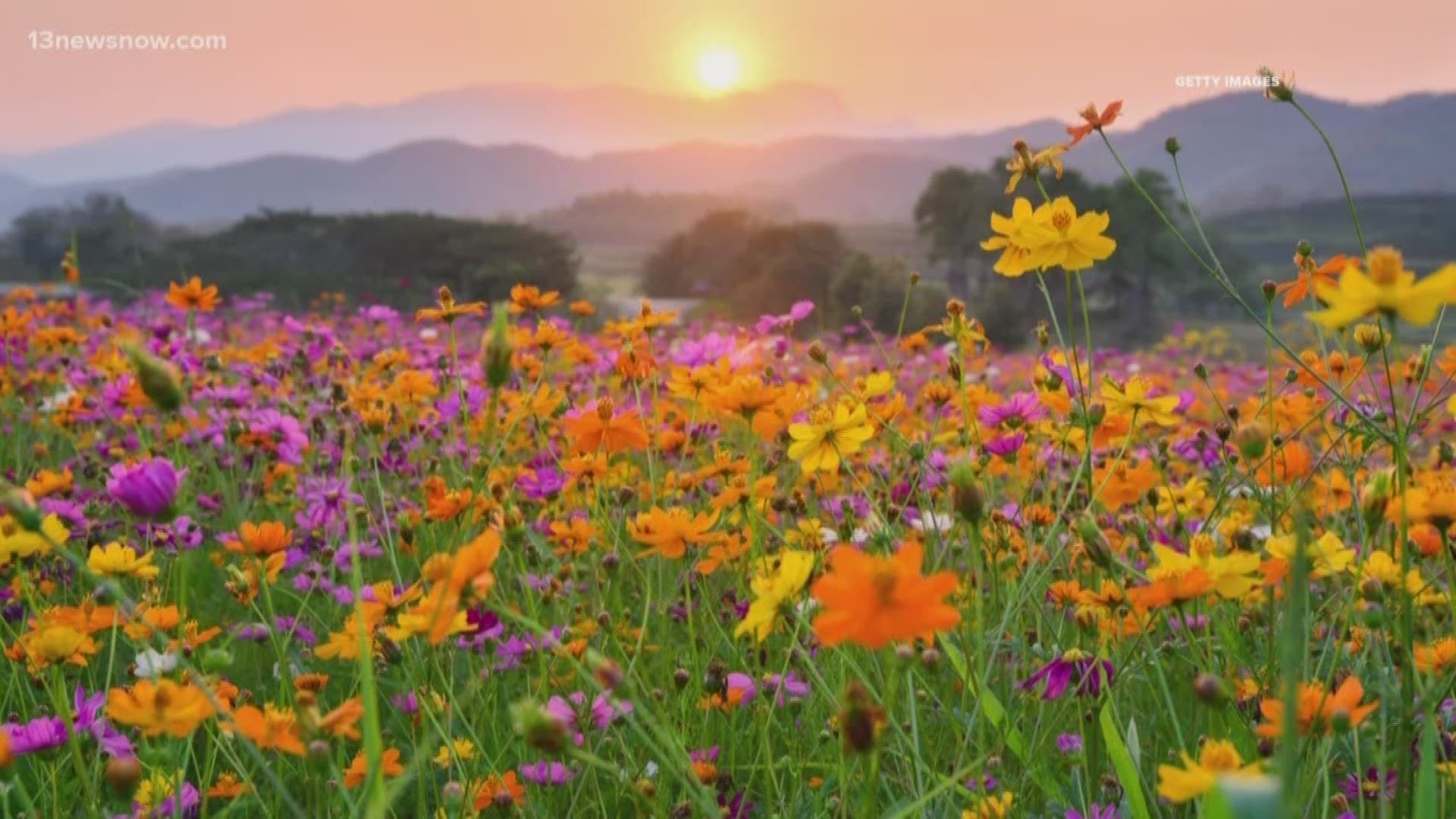 Spring Themed OT Activities